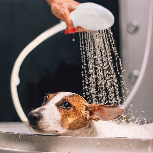 Как мыть собаку: можно ли купать в жару или зимой и после прививки, как правильно избавиться от запаха псины в домашних условиях