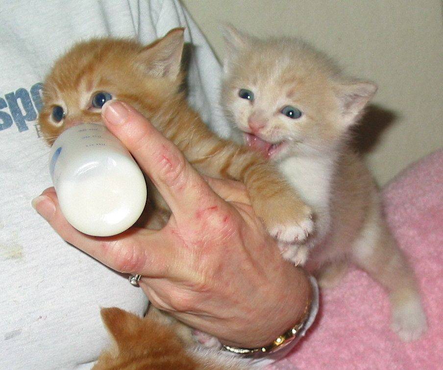 Дозировка корма для новорожденных котят без кошки