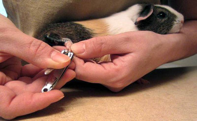 Как подстричь когти морской свинке в домашних условиях и не навредить: пошаговая инструкция