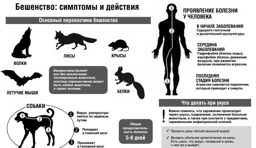Бешенство у хомяков - стопроцентный летальный исход, признаки и симптомы болезни - kotiko.ru