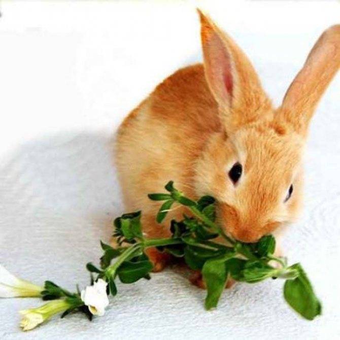 Можно ли кормить кроликов тыквой