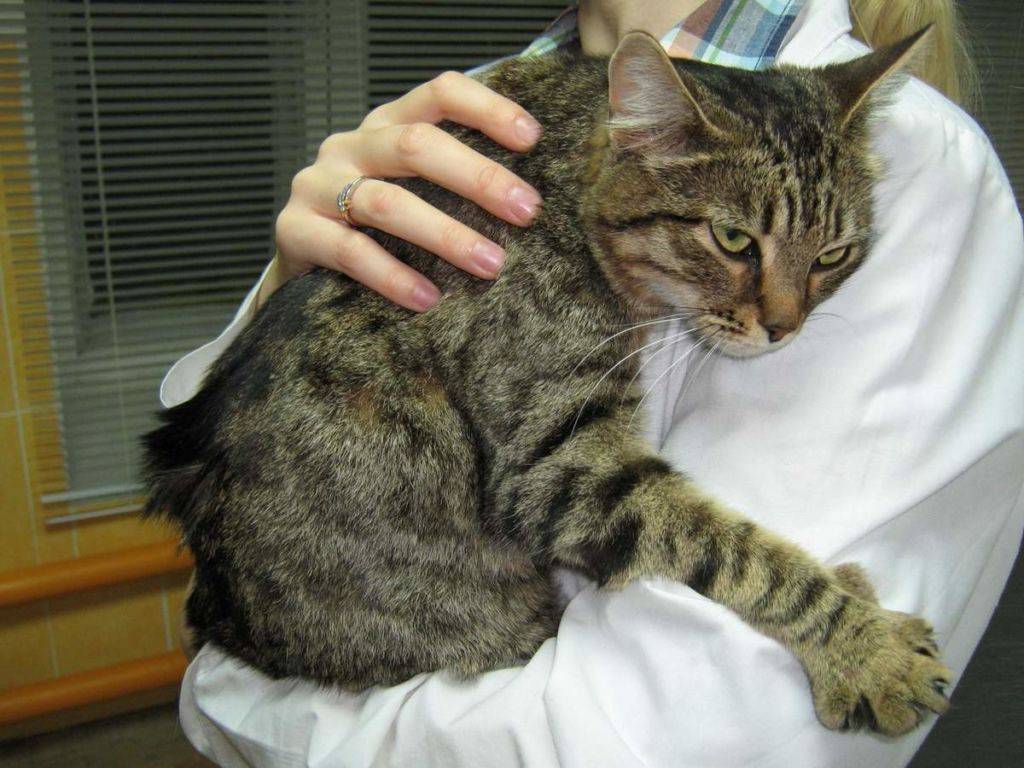 Кошки, пиометра у кошек, симптомы заболевания и методы лечения