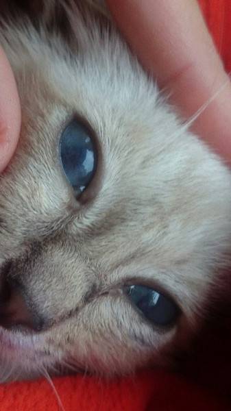 Бельмо на глазу у кошки: лечение, профилактика
бельмо на глазу у кошки: лечение, профилактика
