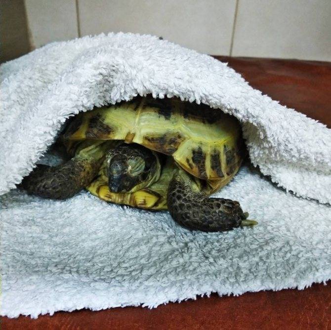 Спячка сухопутных черепах: условия успешной зимовки