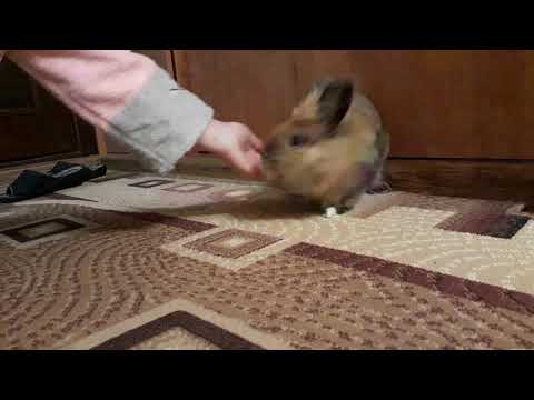 Дрессировка кролика в домашних условиях как с ним играть - агро эксперт