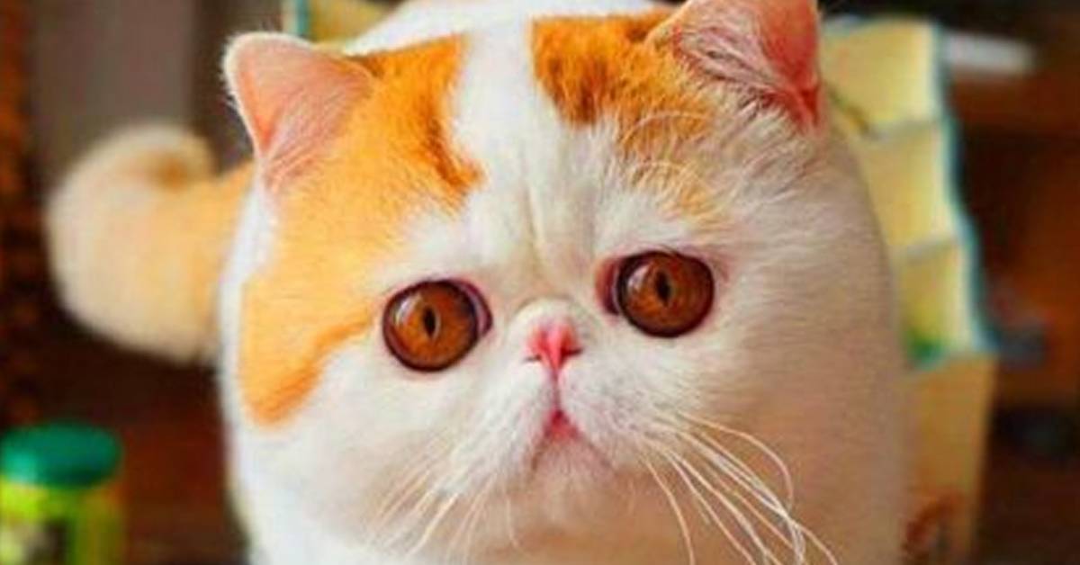 Кот с большими глазами: какие породы обладают такой особенностью, нюансы ухода и отзывы владельцев