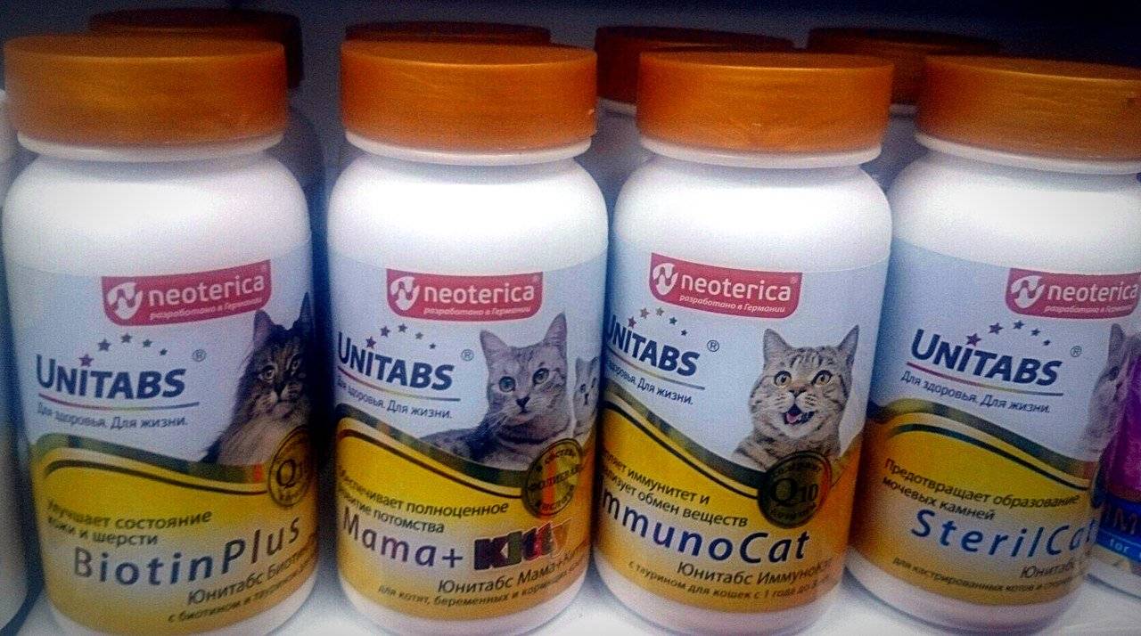 Правильные витамины для кошек и собак