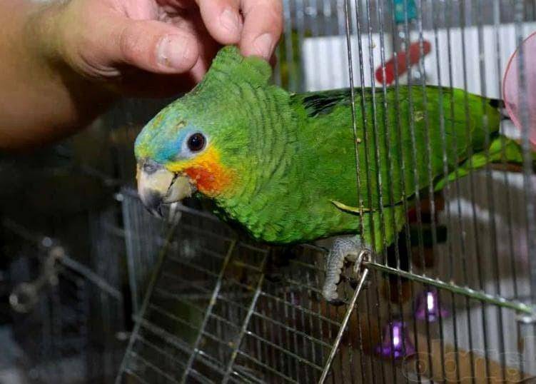 Где купить попугая какаду, цена | наши птички