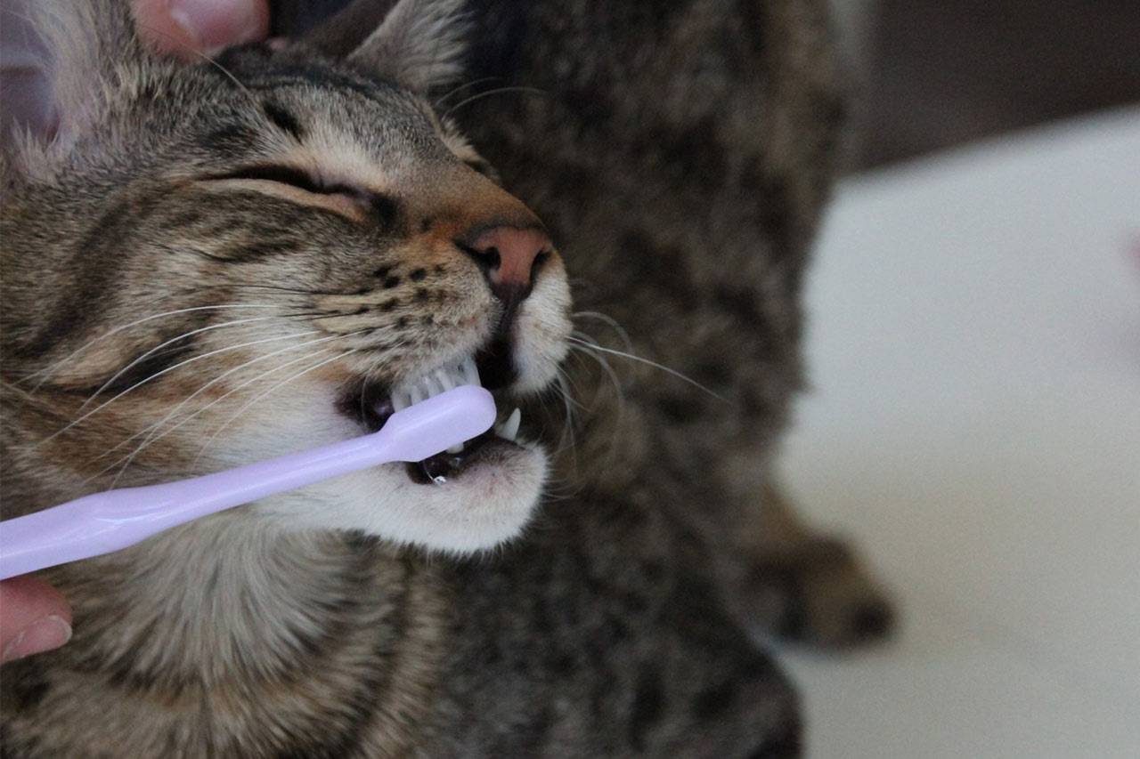 Кот с зубной щеткой