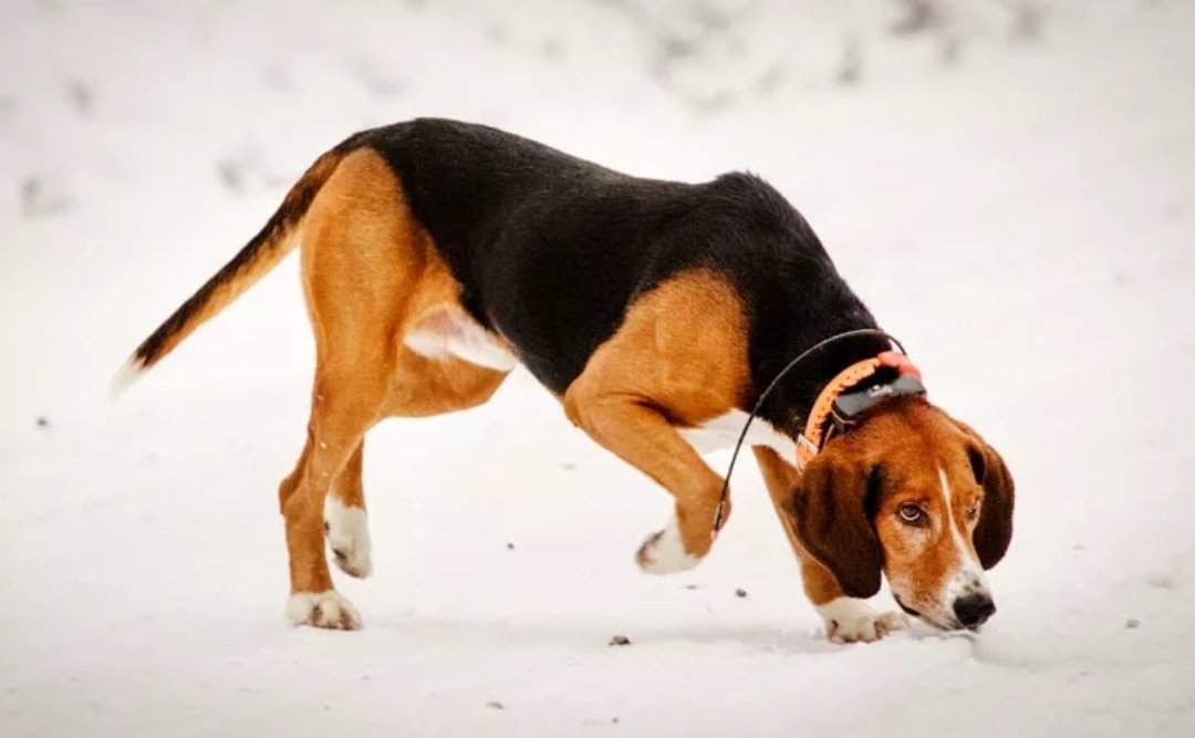 Финская гончая: описание породы собак с фото и видео