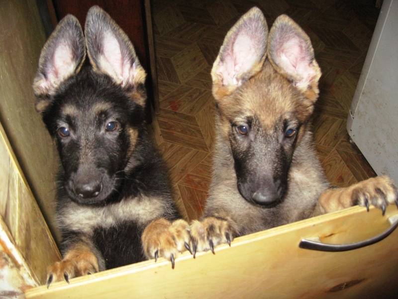Когда встают уши у немецкой овчарки - не стоят ушки у щенка, как поднять