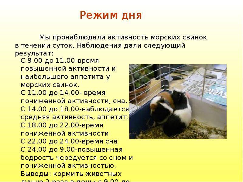 ᐉ когда, сколько и как спят морские свинки - zoopalitra-spb.ru