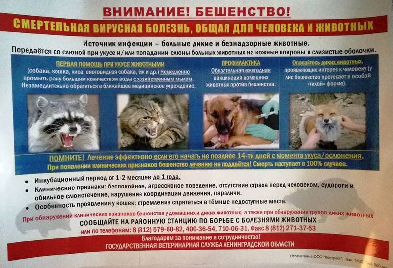 Бешенство у кошек - симптомы, диагностика и профилактика заболевания | caticat.ru