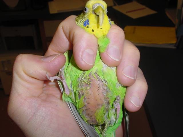 Проблемы с клювом у попугая: нарост, слоится и другие болезни