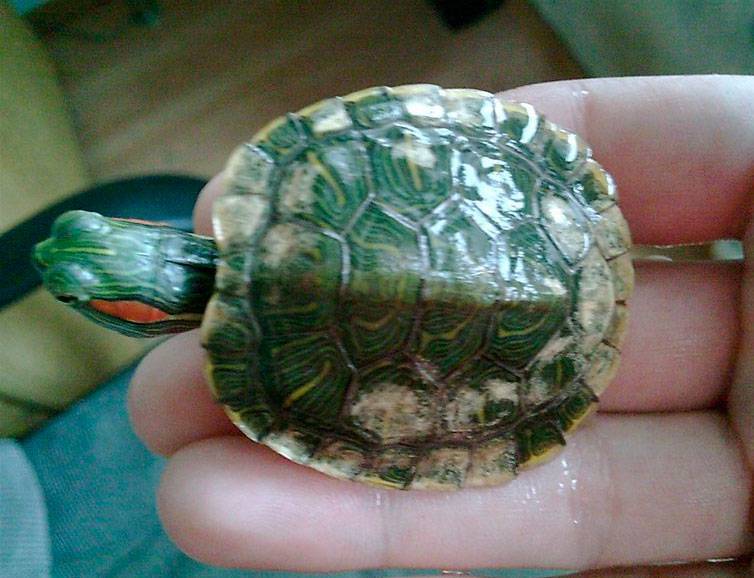 Грибок на панцире у красноухой черепахи: чем и как лечить, симптомы