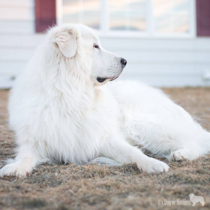 Фото и описание белых пушистых собак