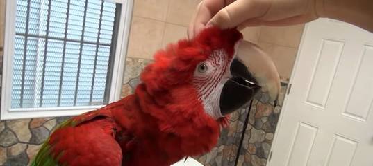 Попугай кричит: причины криков и как отучить попугая кричать