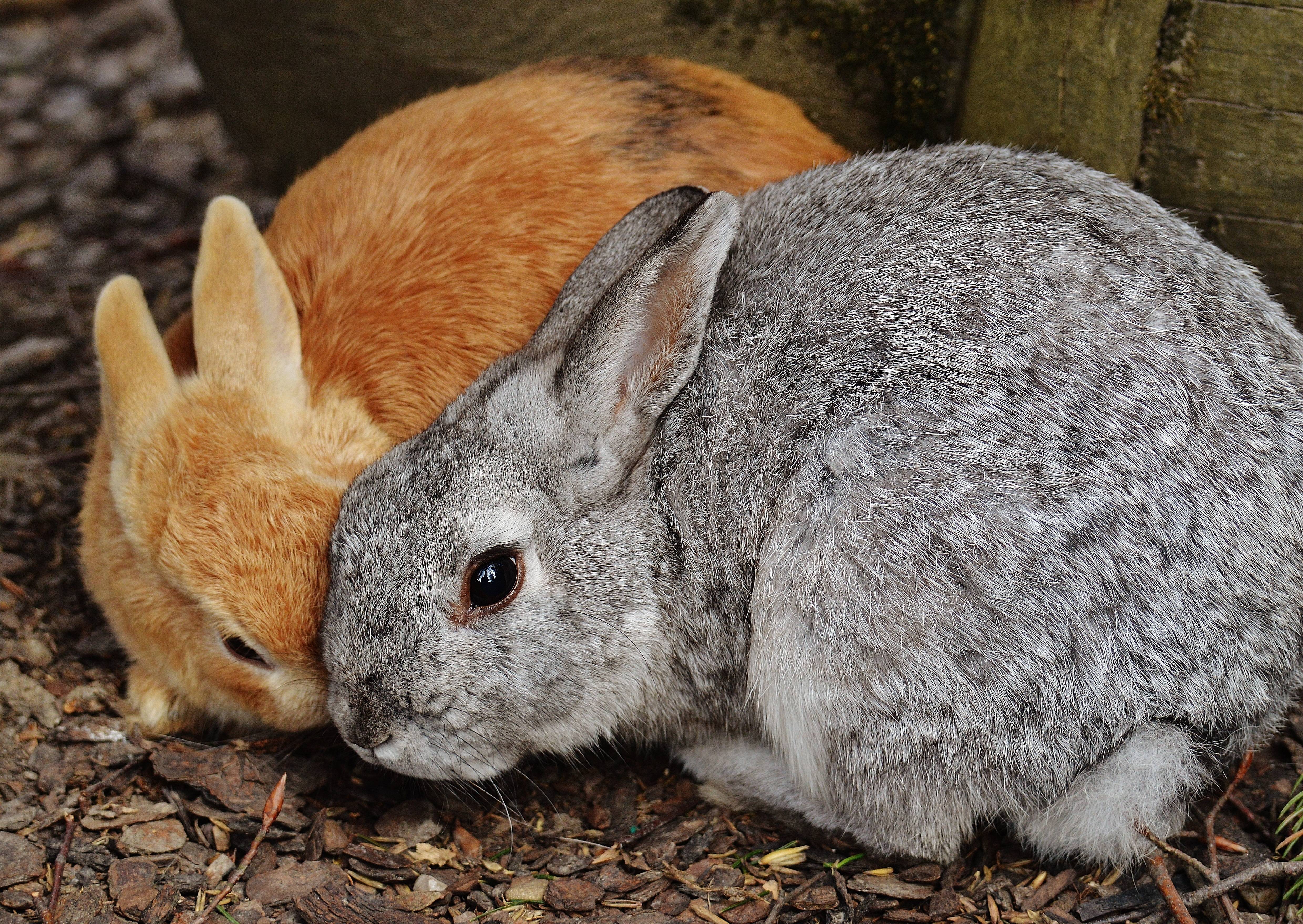 Самые интересные факты о кроликах | vivareit