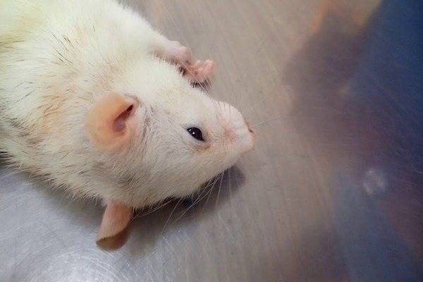 Пневмония у крысы: симптомы и лечение - kotiko.ru