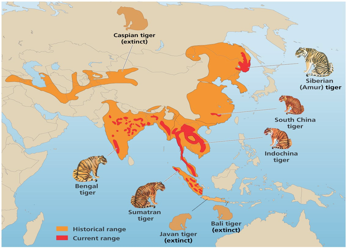 Все что необходимо знать о европейских лесных котах: среда обитания и описание