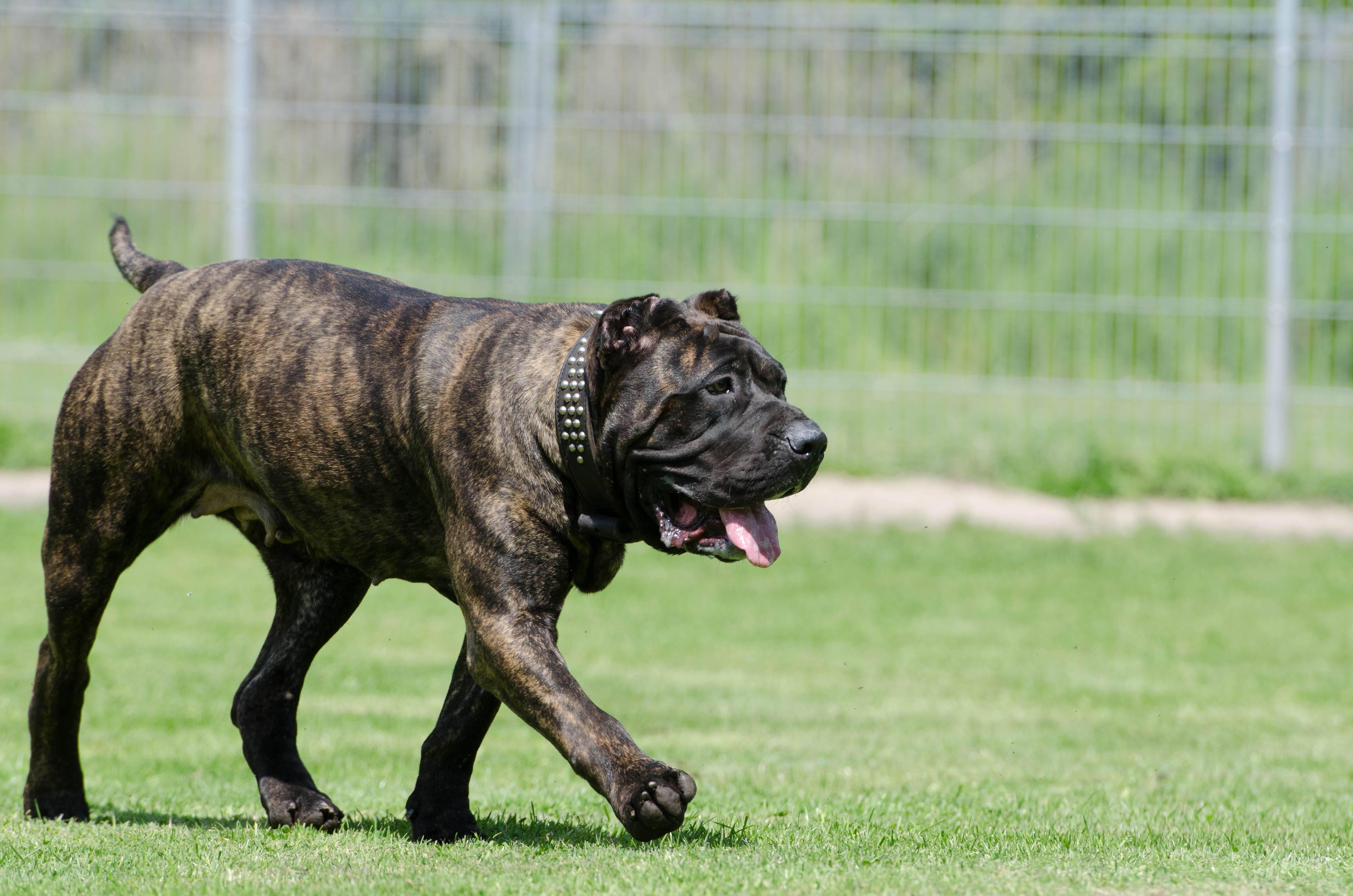 Самые агрессивные породы собак — топ-25 самых злых собак в мире