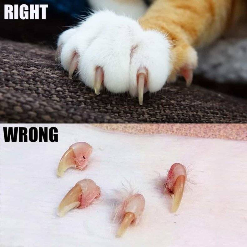Сколько стоит удалить когти у кошки?