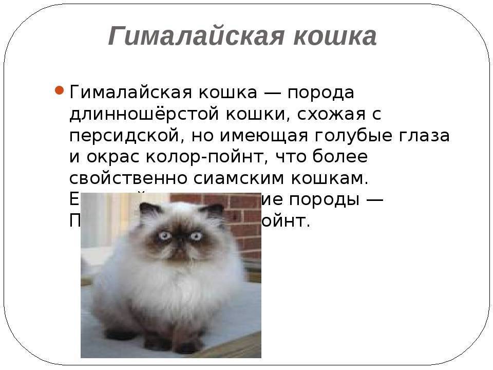 Гималайские кошки: фото, описание породы, характер, особенности содержания и ухода :: syl.ru