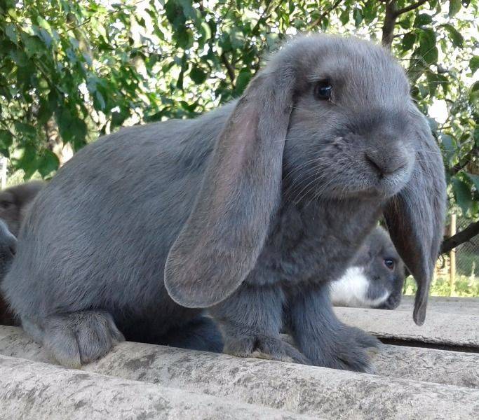 Кролик белый паннон: отзывы, описание, фото, характеристика