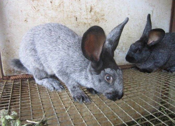 Порода кроликов полтавское серебро