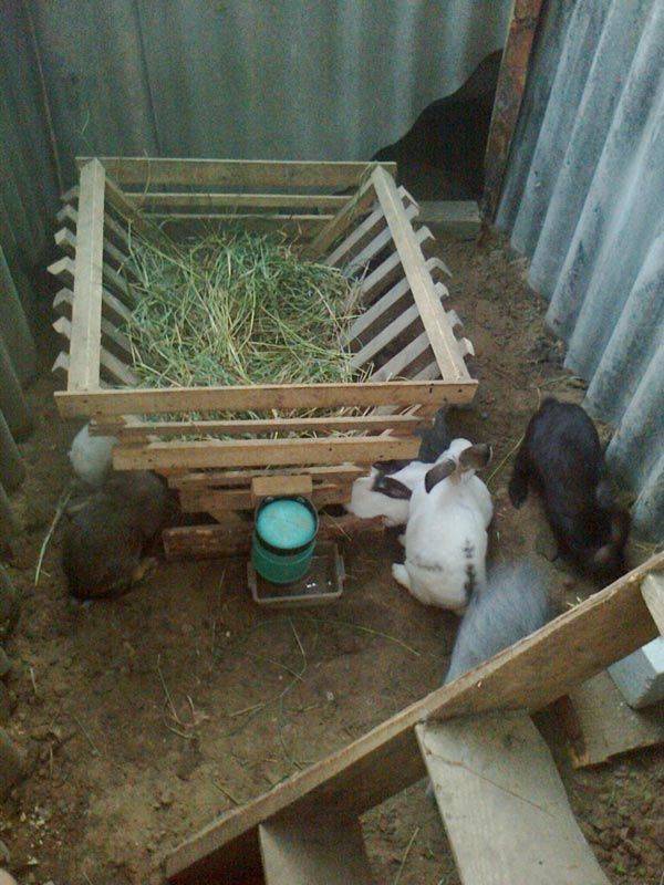 Разведение кроликов — условия содержания, с чего начинать