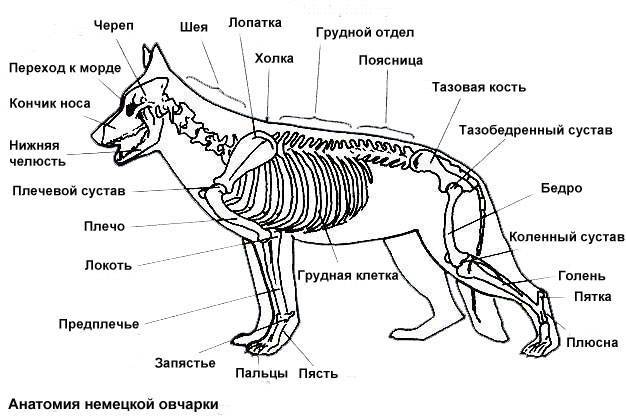 Скелет и анатомия крысы, внутреннее строение и расположение органов