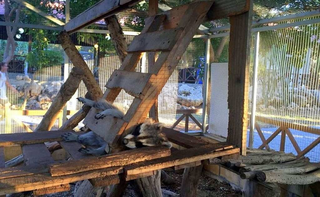 Разведение енотов полоскунов в домашних условиях как бизнес
