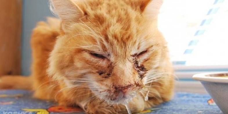 Симптомы и лечение микопламоза у кошек | hill's