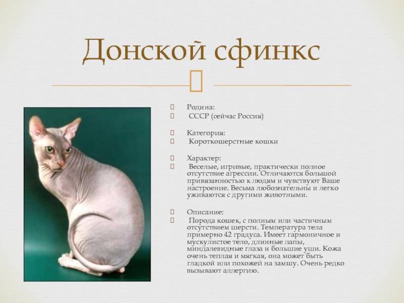 Порода кошек донской сфинкс — описание кошки, цена, характер и особенности здоровья породы (110 фото)
