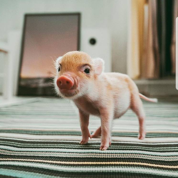 Мини-пиги: декоративные карликовые свинки, описание и фото