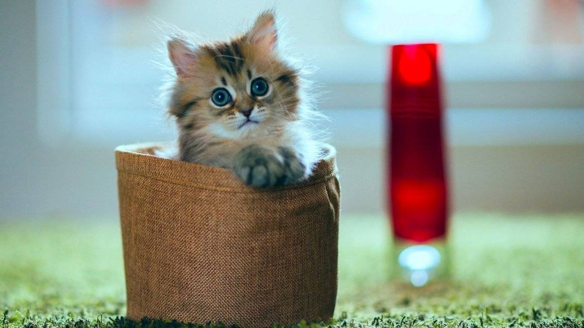 Всемирно узнаваемые коты: 20 самых популярных очаровашек с нестандартной внешностью