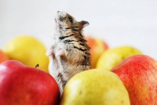Можно ли хомякам яблоки: джунгарским, сирийским, кэмпбелла и другим породам
