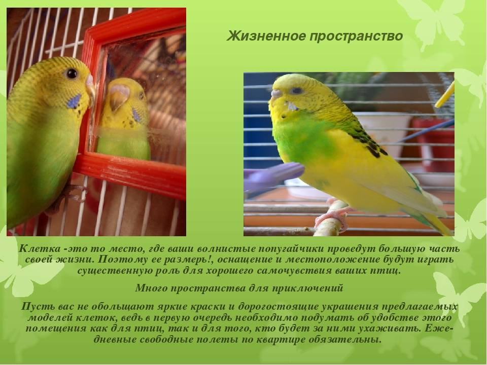 Размножение волнистых попугаев в домашних условиях для начинающих и не только