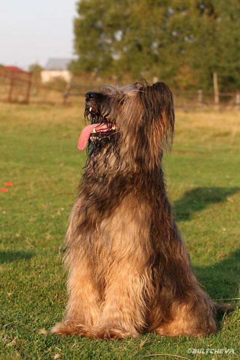 Бриар - порода собак: описание, характер, содержание, фото
бриар - порода собак: описание, характер, содержание, фото