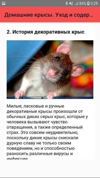 Сколько живут домашние крысы - люблю хомяков