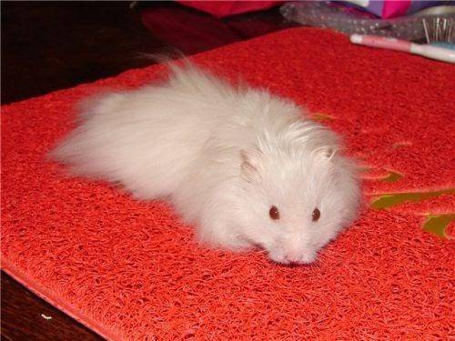 Декоративная белая крыса альбинос — особенности содержания и ухода