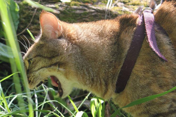 Трава для кошек: какую травку они любят, как она называется, как ее сажать и проращивать дома?