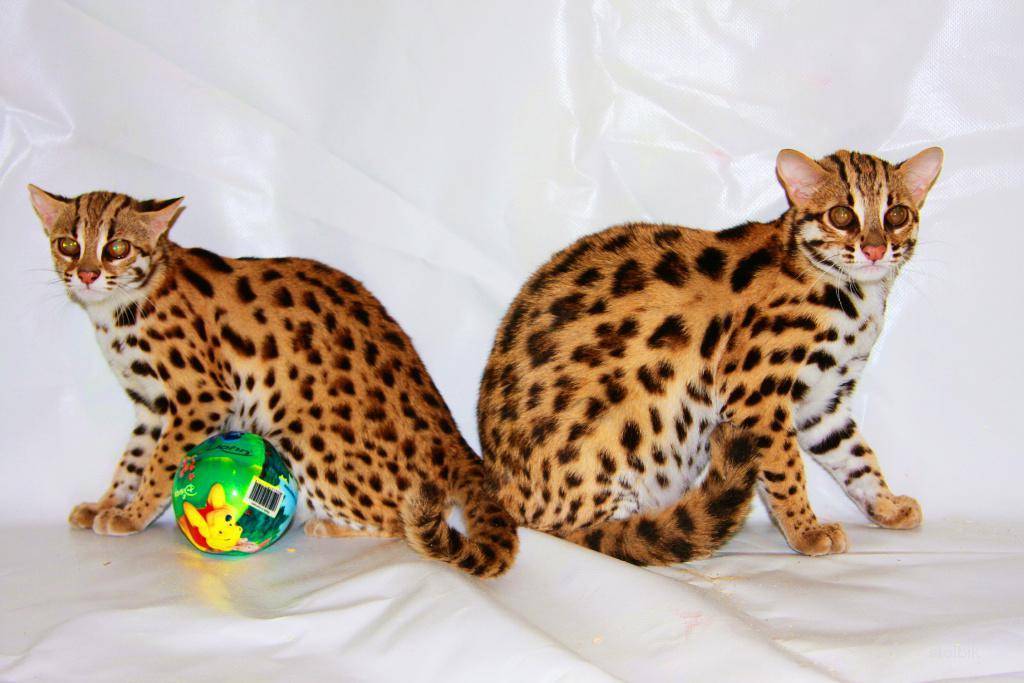 Леопардовая кошка азиатская: описание породы, среда обитание, приручение