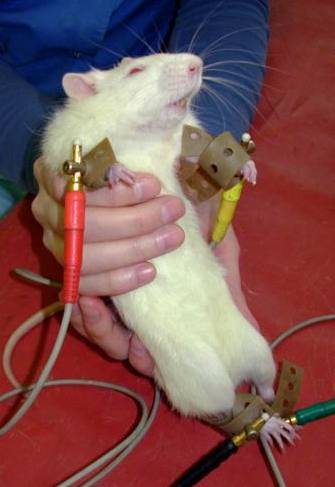 Пневмония у крысы: симптомы и лечение