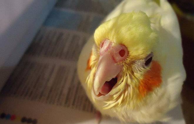 Что делать, если попугай чихает (волнистый, корелла): часто, с соплями, дёргает головой, выплёвывает зёрна