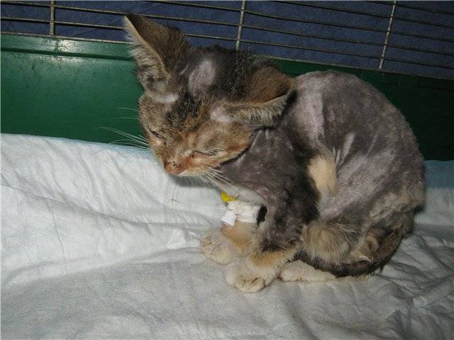 Панлейкопения у кошек: симптомы и лечение болезни | ваши питомцы