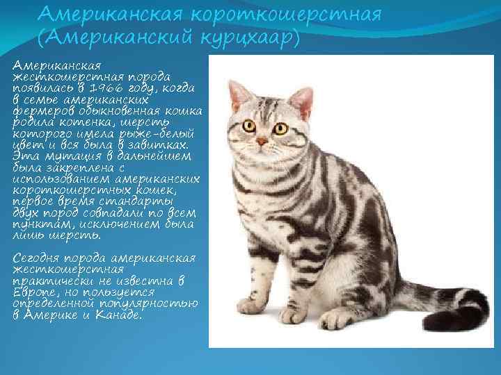 Рассмотрите фотографию кошки породы британская. Американский короткошерстный кот характер. Британская короткошёрстная кошка описание. Порода кошек американская короткошерстная. Американская короткошёрстная кошка описание.
