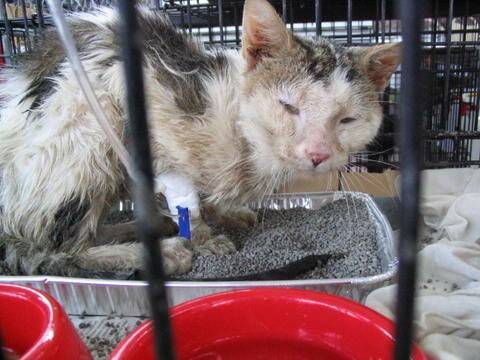 Лейкемия кошек » станция по борьбе с болезнями животных
