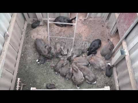 Как выращивать кроликов в яме