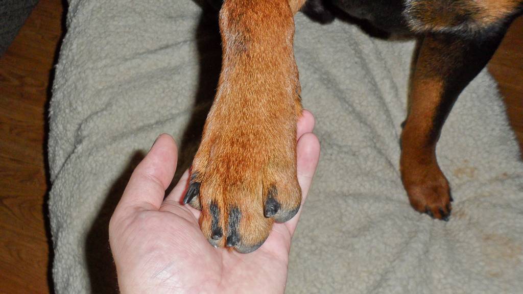 Сколько пальцев у собаки на задних лапах?